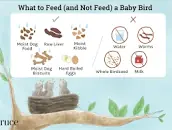 Image result for what to feed baby birds when found