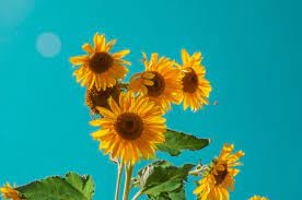 Mereka cerah dan ceria, dan hangat serta menawan seperti matahari di musim panas yang manis. 5 Manfaat Bunga Matahari Yang Jarang Diketahui Kumparan Com