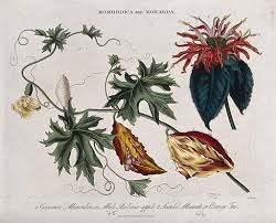 Image result for Momordica balsamina