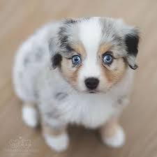 The detail and color are outstanding. Cute Pet Club On Instagram From Lupinthefurred Lupin Is Our 3 Month Old Mini Australian Sheph Mini Australian Shepherds Australian Shepherd Aussie Puppies