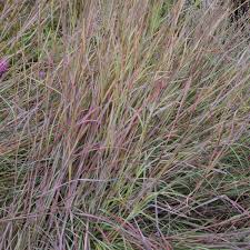 Image result for Schizachyrium claudopus