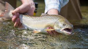 The Elusive Bull Trout Sun Valley Magazine