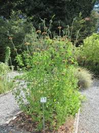 Image result for Vernonia nepetifolia