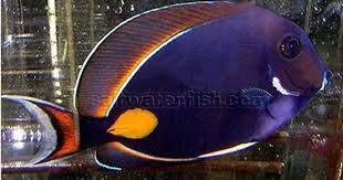 Black And White Striped Saltwater Fish Florida Achilles Tang Saltwater Fish Tangs Saltwater Tank Saltwater Fish