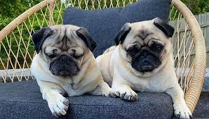 Maybe you would like to learn more about one of these? Dogs And Puppies For Adoption In Denver Colorado Home Facebook