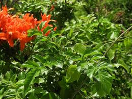 Image result for Tecomaria capensis