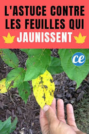 Check spelling or type a new query. Feuilles Qui Jaunissent L Astuce De Mon Jardinier Pour Les Stopper Net En 2020 Astuce Jardin Feuilles De Plantes Idee Jardinage