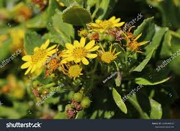 Image result for Chrysanthemoides monilifera