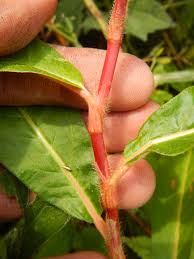 Image result for Persicaria hystricula