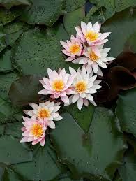 Image result for Nymphaea heudelotii