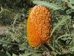 A Flower A Week 6 Banksia Gypsy Life