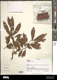 Image result for Combretum sp. A