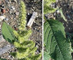 Image result for Amaranthus hybridus