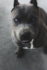 Check spelling or type a new query. This Is A Mean Blue Eyes Blue Nose Pitbull Album On Imgur