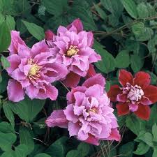 We did not find results for: Clematis Piilu Perennial Resource
