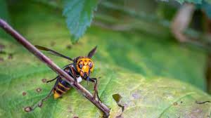 Hornets are wasps of the genus vespa, closely related to (and resembling) yellowjackets. Crews Work To Destroy 1st Murder Hornet Nest Discovered In Us Officials Abc News