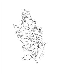Planse de colorat cu flori. Desene Cu Liliac De Colorat Imagini È™i PlanÈ™e De Colorat Cu Flori De Liliac
