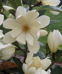 Maybe you would like to learn more about one of these? 49 Garden Plants That Will Survive Central Vic Ideas Plants Garden Plants Garden