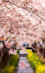 7 foto pemandangan menakjubkan di korea selatan seorang fotografer dari seoul jaewoon u menemukan pemandangan indah di korea selatan yang cocok dijadikan obyek pemotretan ia memotret pemandangan dengan sekaligus danau sehingga bayangan pemandangan itu memantul di dalam danau jaewoon. Foto Pemandangan Indah Di Korea Selatan Cari Gambar Keren Hd