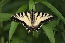 Black And White Spotted Moth Ontario Ontario Butterflies Butterfly Photos Butterfly Butterfly Pictures