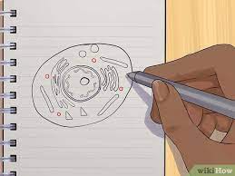 We did not find results for: How To Draw An Animal Cell 11 Steps With Pictures Wikihow