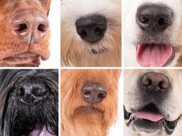 Dog breed online identification quiz