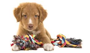 Top 50 Best Chew Toys for Puppies in 2024 (as rated by pet owners)
