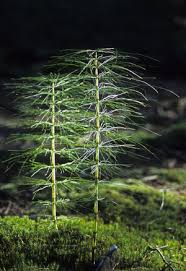 Image result for Huperzia gnidioides