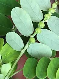 Image result for Phyllanthus gossweileri