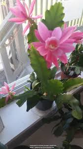 How do you ensure your cactus germinate faster? Tropicals Forum Epiphyllum Orchid Cactus Garden Org