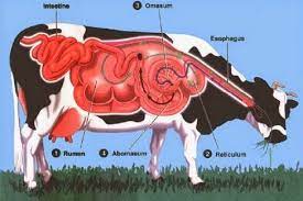 Check spelling or type a new query. Proses Pencernaan Hewan Ruminansia Penjelasannya Lengkap Lho