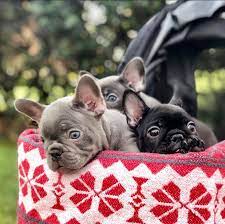 My license number is #49. French Bulldog Puppies You Deserve The Best Anna French Bulldog Puppies 678 306 6186