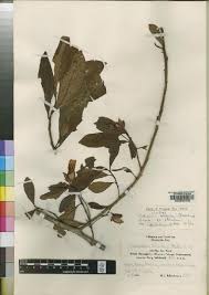 Image result for Balthasaria schliebenii