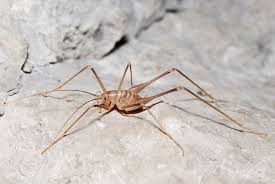 Image result for Dolichopentas