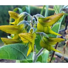Image result for Crotalaria monteiroi