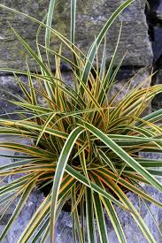 We did not find results for: Buy Evercolor Everglow Carex Free Shipping 2 5 Quart Size Plants For Sale Online From Wilson Bros Gardens