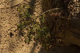 Image result for Grangea anthemoides