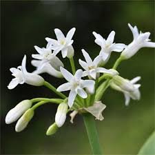 Image result for Tulbaghia fragrans