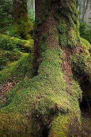 This Reminds Me Of Walking Through The Woods In The Pacific Northwest The Moss Covered Tree Roots Are Often Tall Enough To Walk Under I Feel A Universe Of Animals Watchin