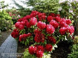 Pin On Garden