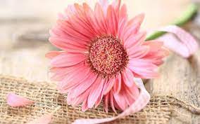 Pink Free Download Pictures Pink Gerbera Gerbera Gerbera Daisy
