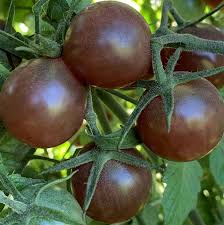 The unusual fruit, which has a jet black skin, is among the first in the world to. Black Cherry Heirloom Tomato Seeds Organic Tomatofest