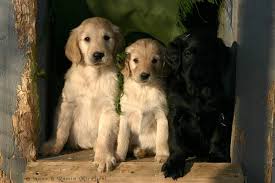 Black flat coated golden retriever. Why A Yellow Flatcoated Retriever Randomfire