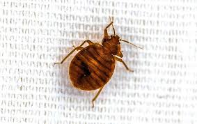 Browse our rooms and suites in orange california, view our meeting and conference rooms, or make your booking! Blog What You May Not Know About Bed Bugs In Southern California