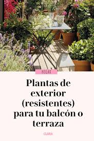 Ver más ideas sobre macetas colgantes, macetas, colgantes. Helecho Pestillo Pausa Plantas Colgantes De Exterior Para Balcones De Multiples Fines Despreciar Adecuado