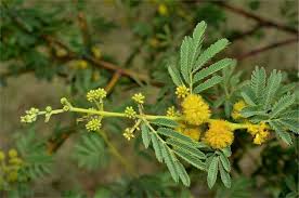 Image result for Acacia grandicornuta