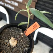 Image result for Dorstenia psilurus