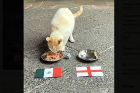 'Predice' gato de Palacio triunfo de México sobre Inglaterra