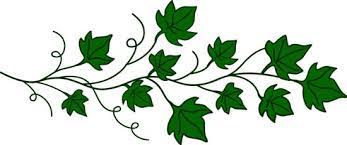 Vine Of Ivy Leaves Free Clip Art Green Ivy Ivy Plants Leaf Images