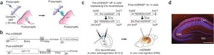 It's great for kids because it is very easy to understand. Mgrasp Enables Mapping Mammalian Synaptic Connectivity With Light Microscopy Nature Methods